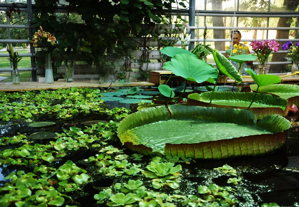 аптекарский огород